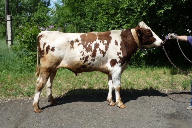 АКВИЛОН 66681 КСГФ-255